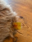Vorschaubild 4 von Kuscheltier Teddybär Braun 20 cm Plüschtier Bär