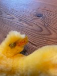 Vorschaubild 2 von Kuscheltier Ente Gelb Plüschtier Stofftier Knopf im Ohr 15cm