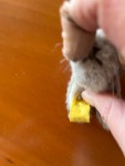 Vorschaubild 3 von Kuscheltier Hase Grau 5 cm Plüschtier Stofftier