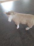 Vorschaubild 4 von Spielfigur Schaf Beige Kinder Spielzeug Tierfigur Bauernhof
