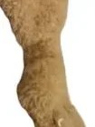 Vorschaubild 2 von Schmusetuch Hase Beige Kuscheltuch Baby Schnuffeltuch Kinder