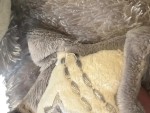 Vorschaubild 3 von Baby Kuscheltier Plüschtier Bär Grau 20cm