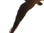 Vorschaubild 3 von Spinosaurus Reptilien Spielfigur Mehrfarbig 18cm Kinder