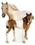 Vorschaubild 7 von Expedition Wissen Pferde und Ponys Sachbuch für Kinder