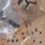 Vorschaubild 2 von Spielfigur Gepardenbaby Life Tierfigur Safari Afrika 14747 Wildtiere