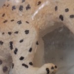 Vorschaubild 3 von Spielfigur Gepardenbaby Life Tierfigur Safari Afrika 14747 Wildtiere