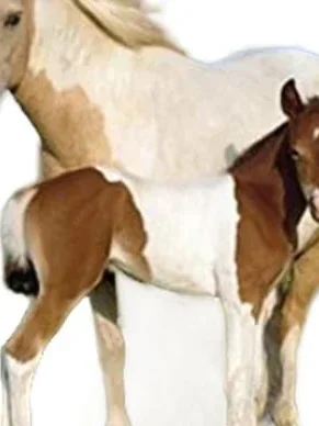 Sachbuch für Kinder Bild 4